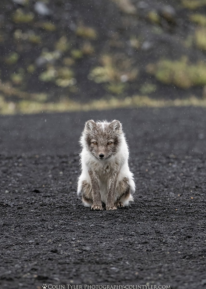 Arctic fox near Katla Ice Cave