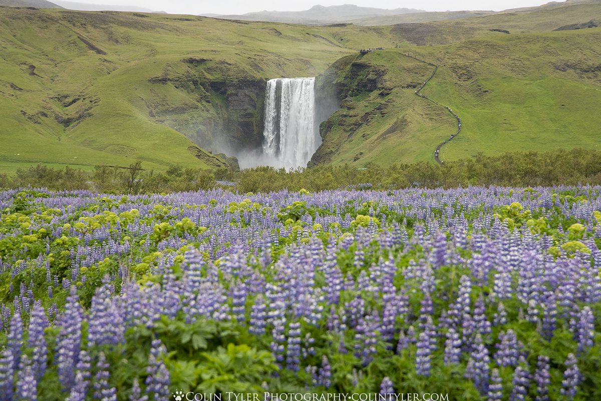 Skogafoss and lupine flowers