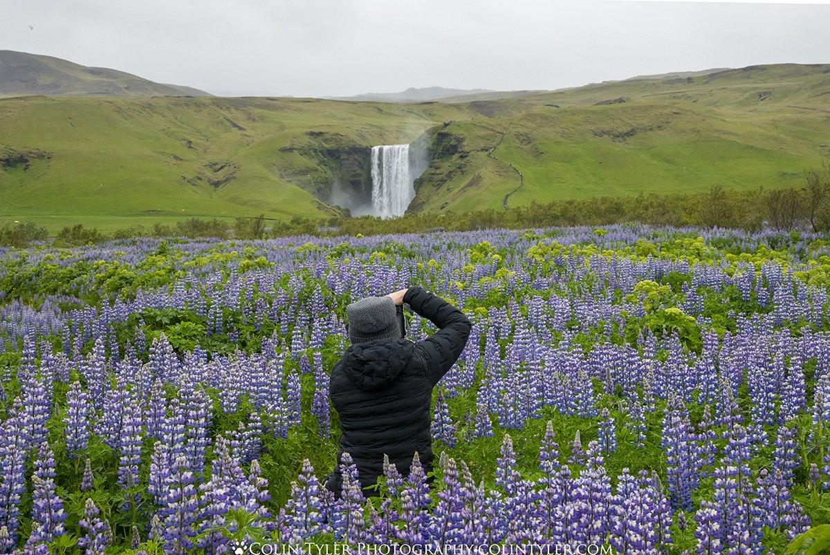 Skogafoss and lupine flowers