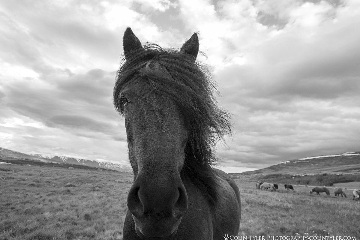 Icelandic horse near Akureyri