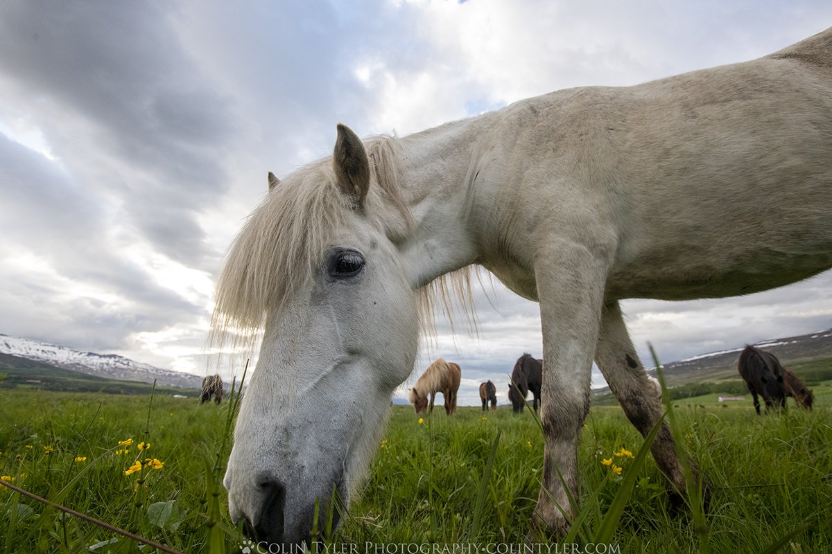 Icelandic horses near Akureyri