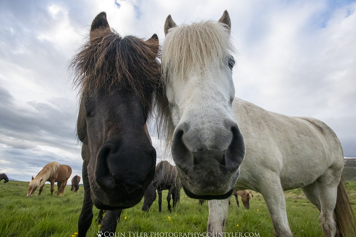 Icelandic horses near Akureyri