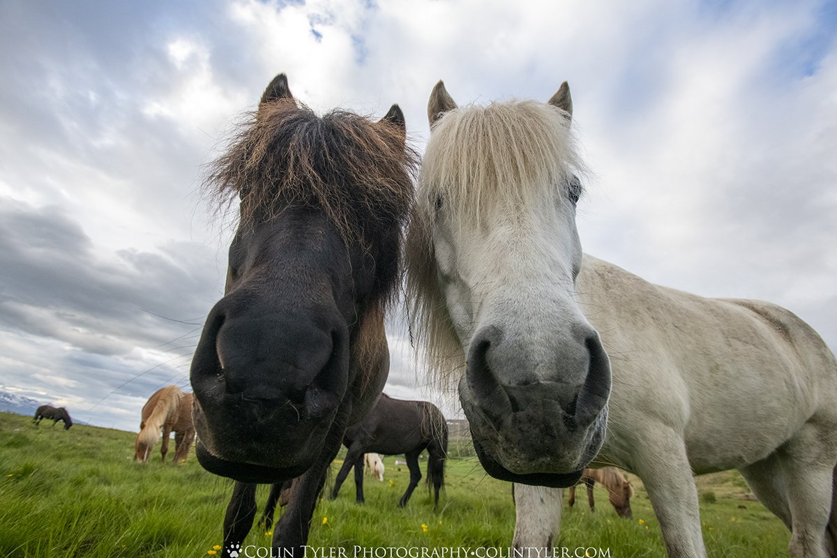 Icelandic horses near Akureyri