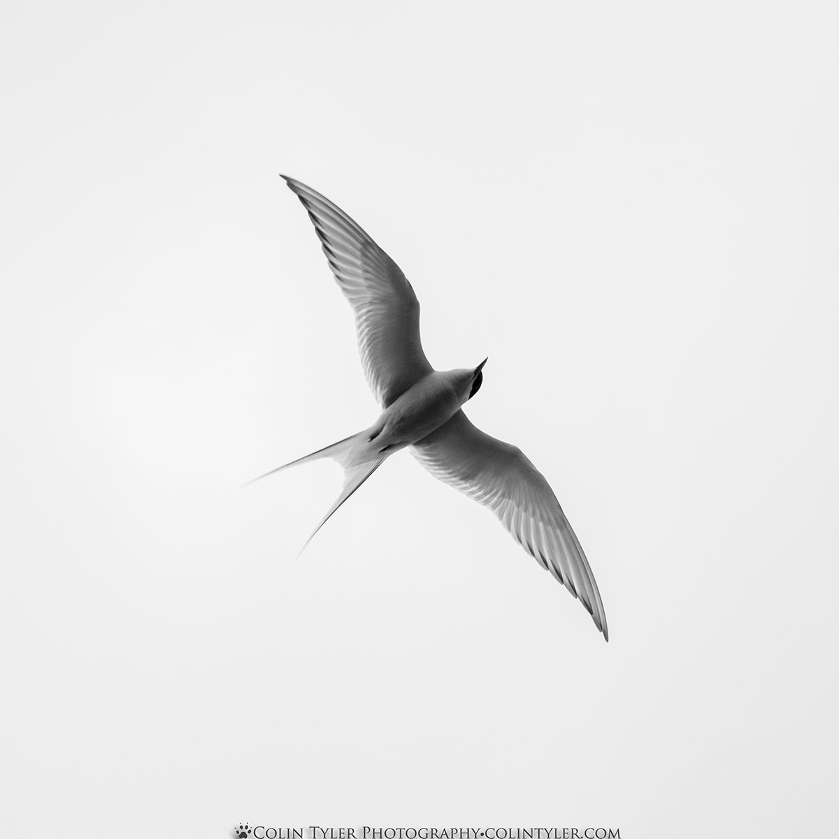 Arctic Tern, Hofsós