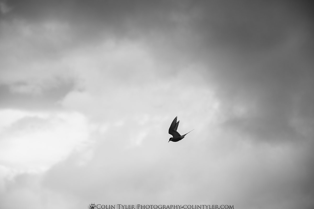 Arctic Tern, Hofsós