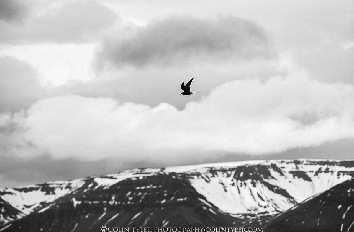 Arctic Tern, Hofsós