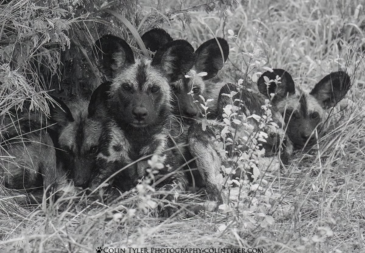 African painted dogs