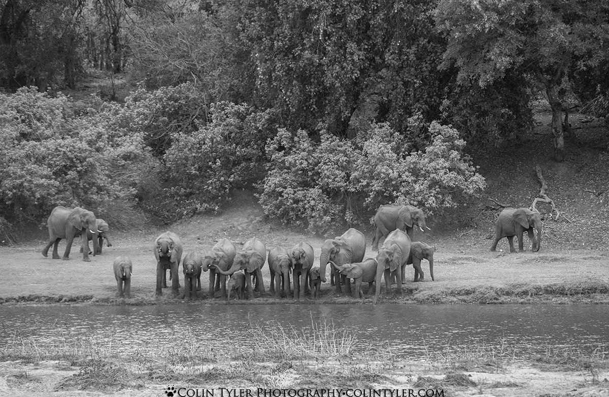 Elephant herd stopping to drink from a river