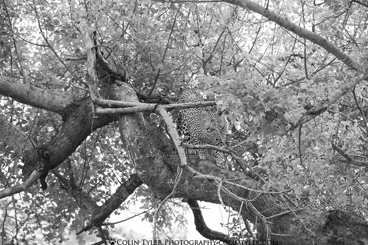 Spotted leopard creeps down a tree to stalk an impala