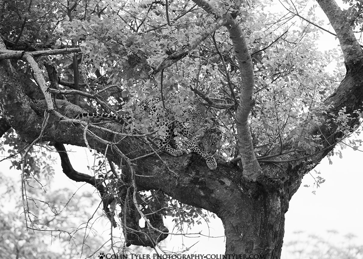 Spotted leopard creeps down a tree to stalk an impala