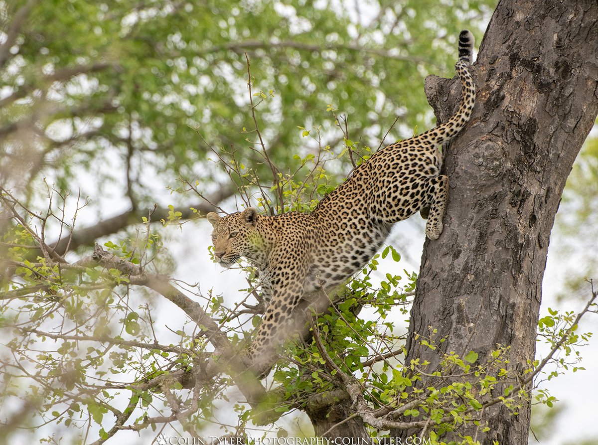 Spotted leopard creeps down a tree to stalk an impala