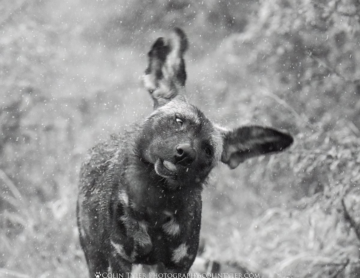 African painted dog shakes off in the rain