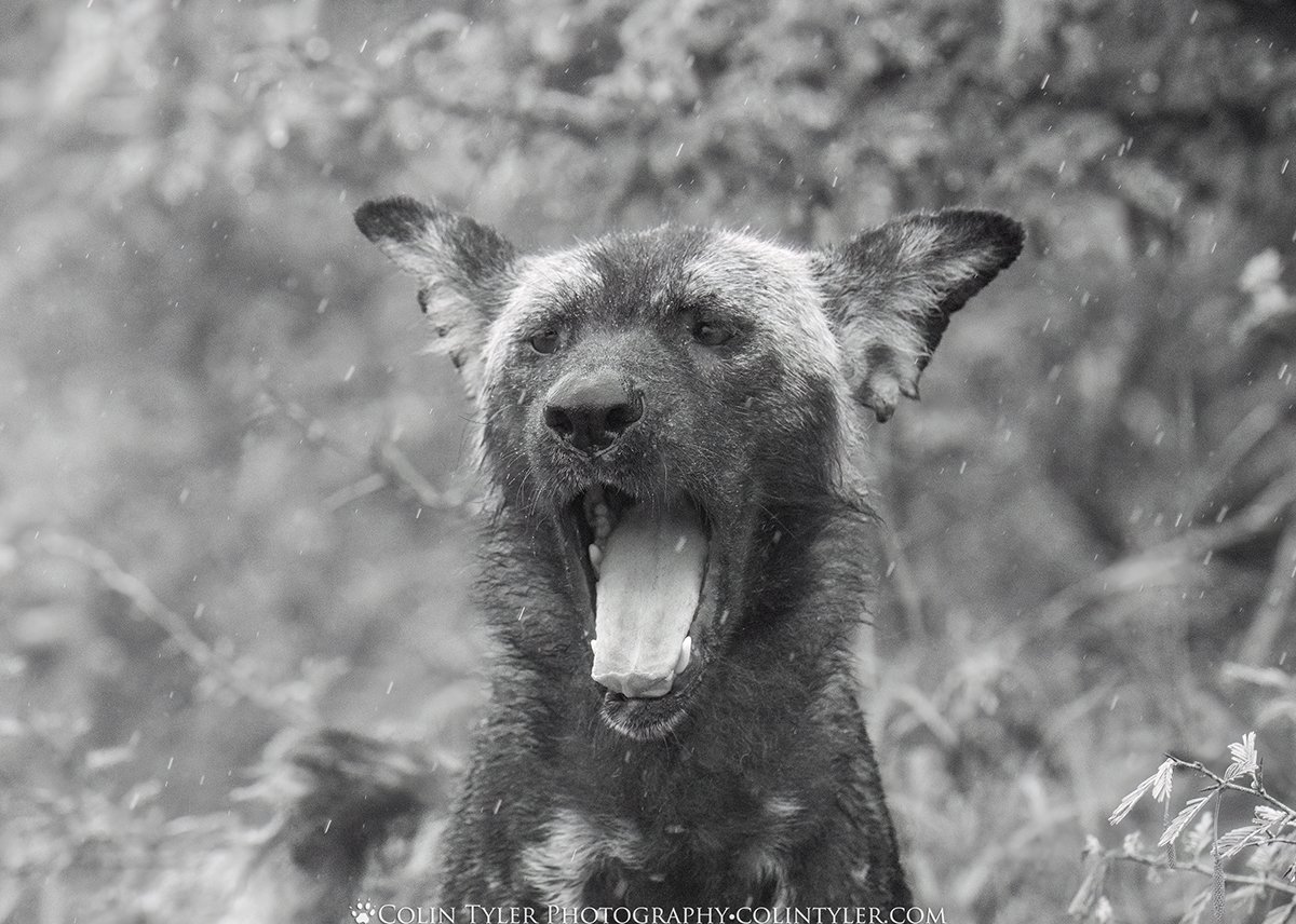 African painted dog