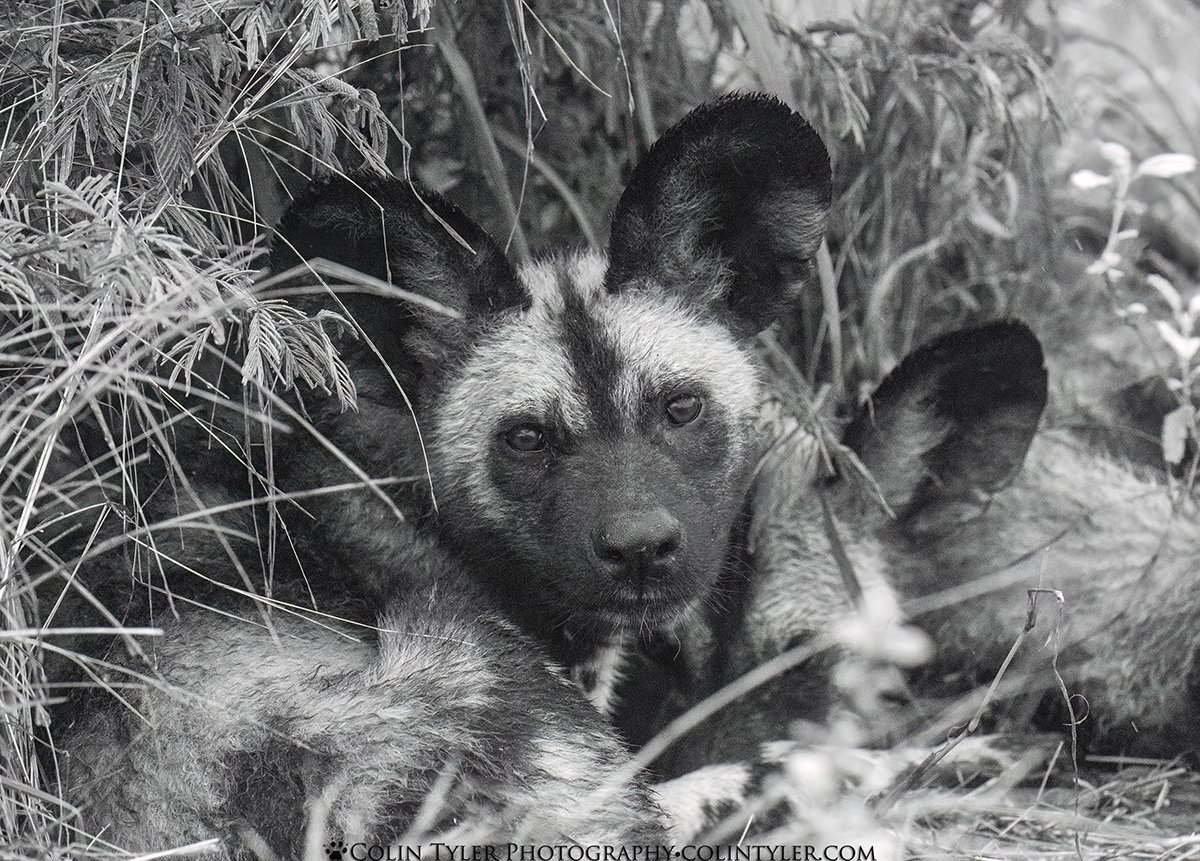 African painted dogs