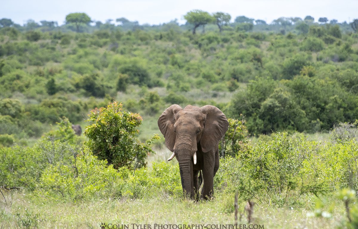 Bull elephant