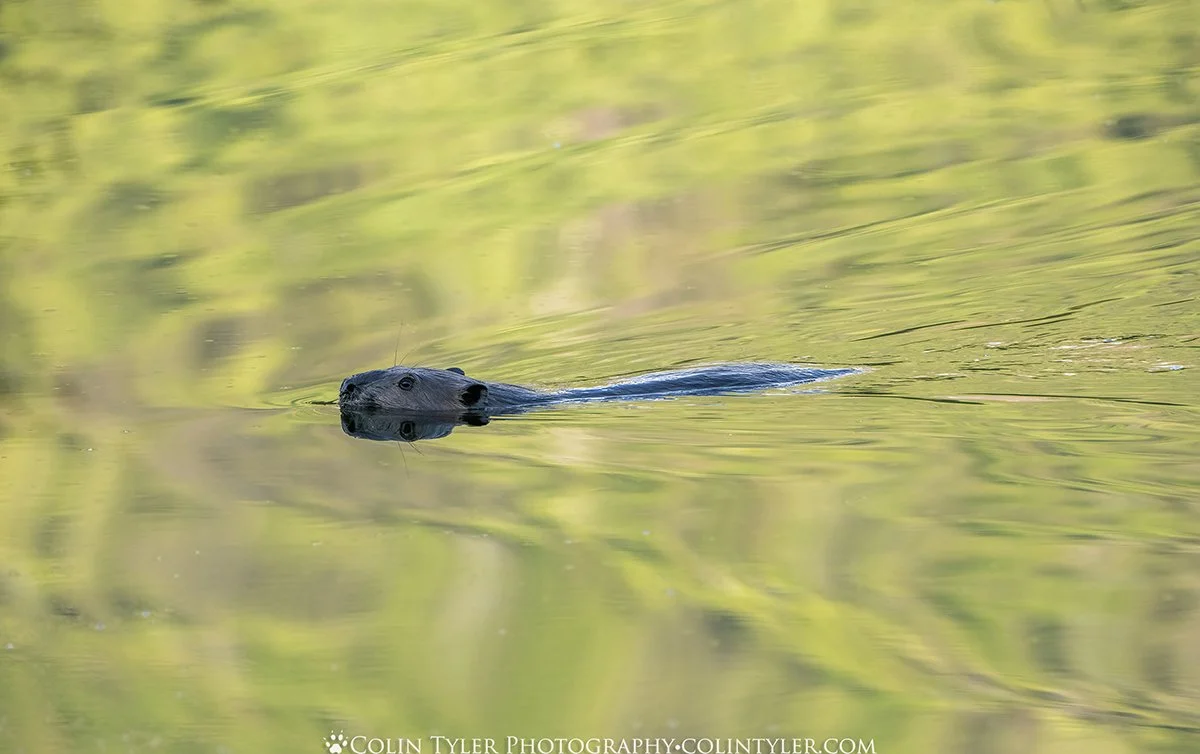 Beaver working on its dam in a morning reflection at the Eagle River Nature Center