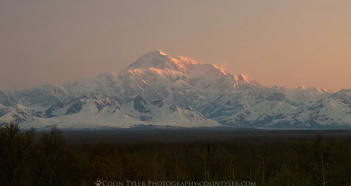 Spring Sunrise on Denali