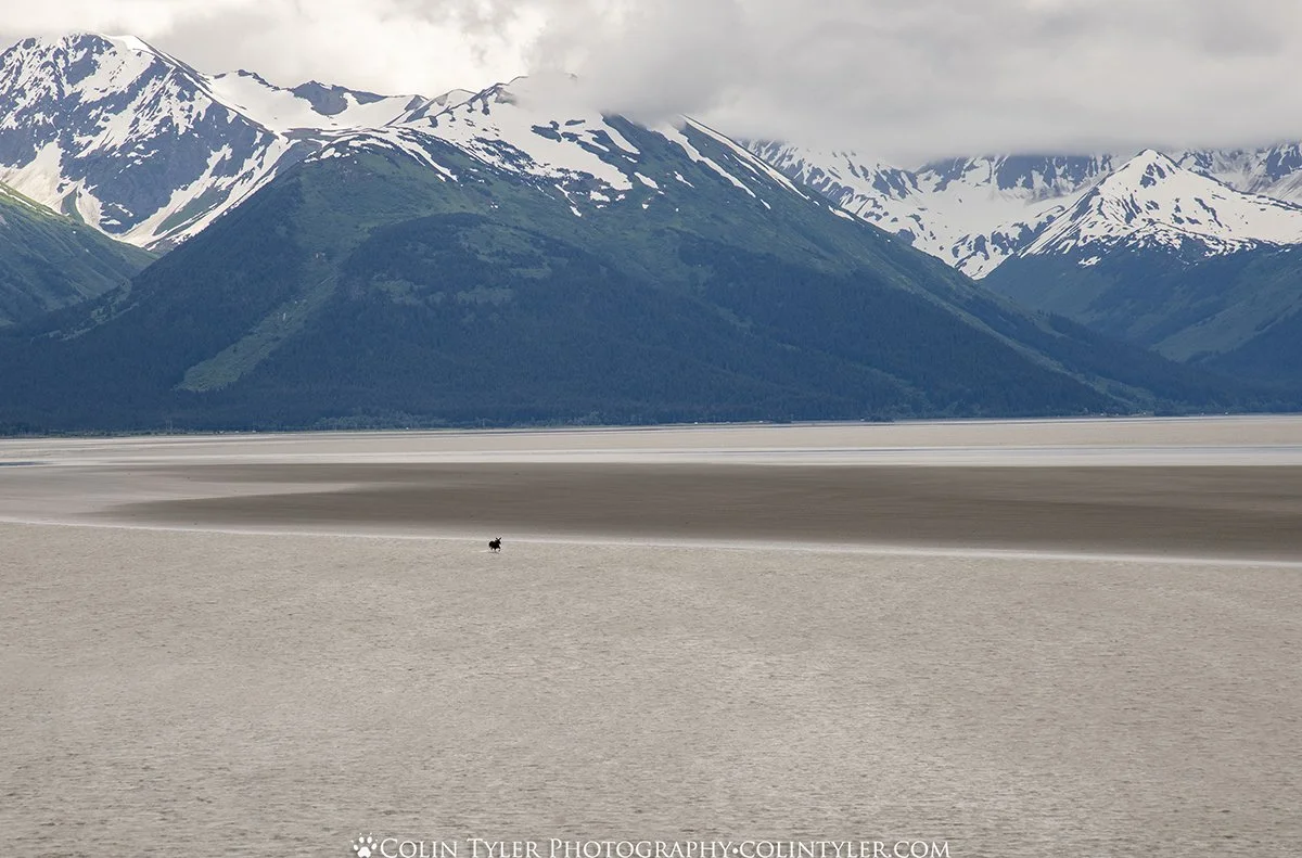 Moose in Turnagain Arm at low tide