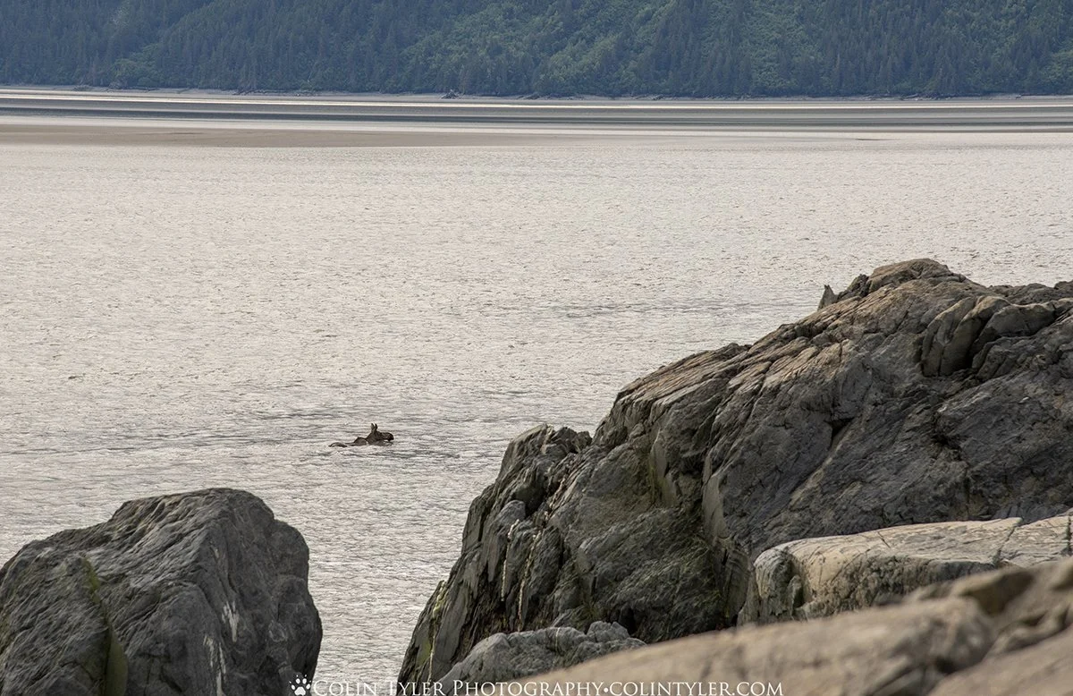 Moose in Turnagain Arm at low tide