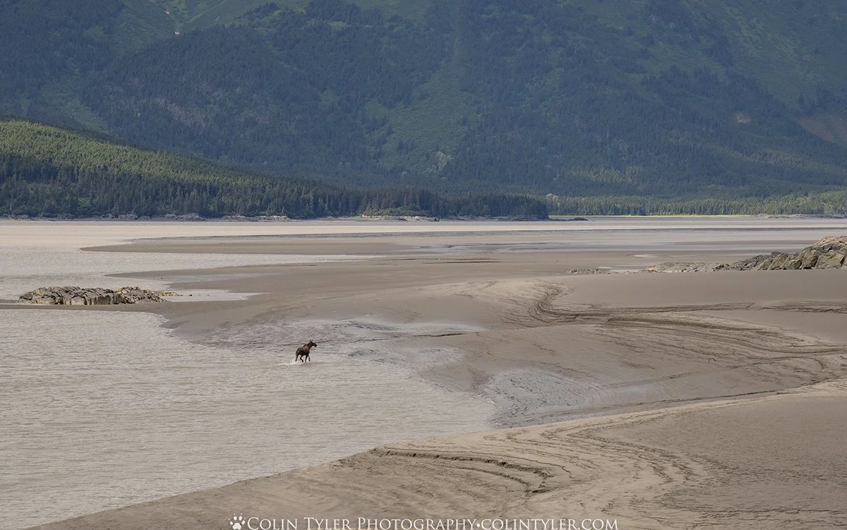 Moose in Turnagain Arm at low tide
