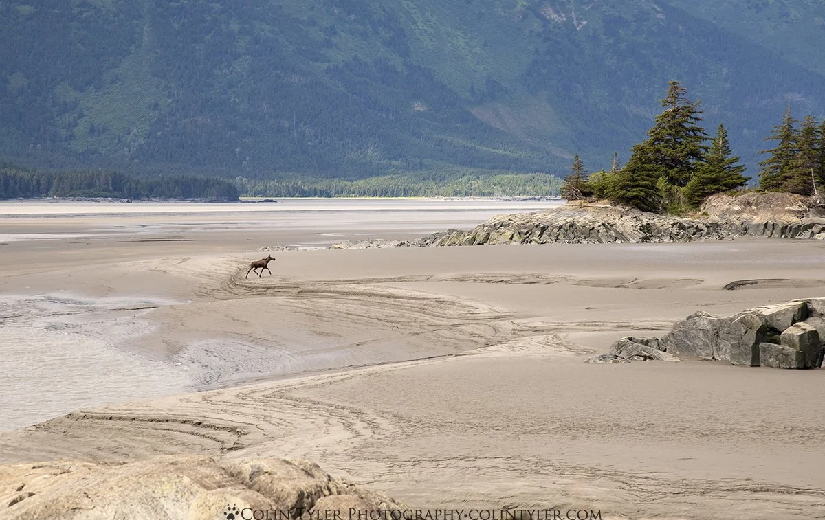 Moose in Turnagain Arm at low tide