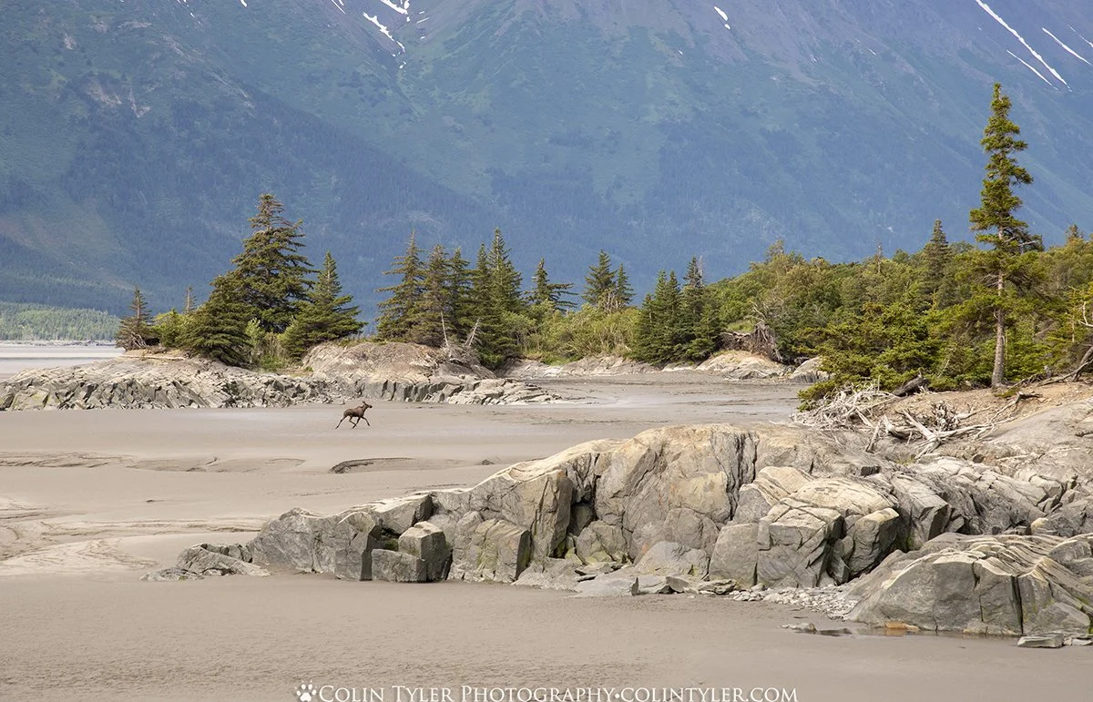 Moose in Turnagain Arm at low tide