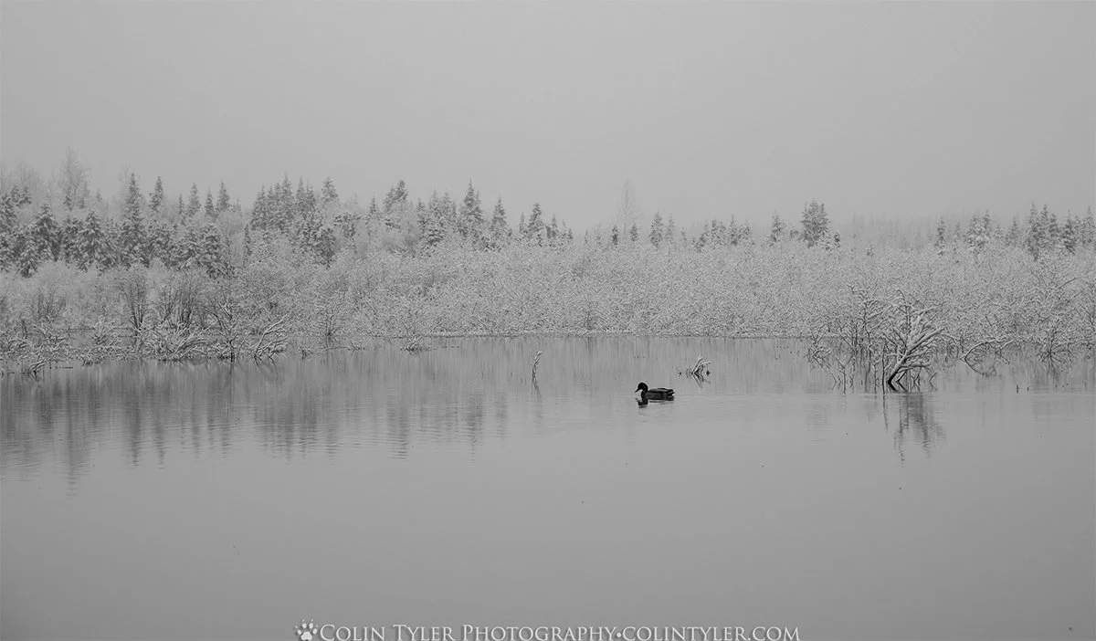 Snowy spring morning at the Eagle River Nature Center, Chugach State Park
