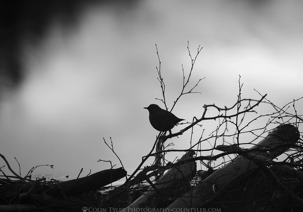 American Dipper at Spring Morning at the Eagle River Nature Center, Chugach State Park