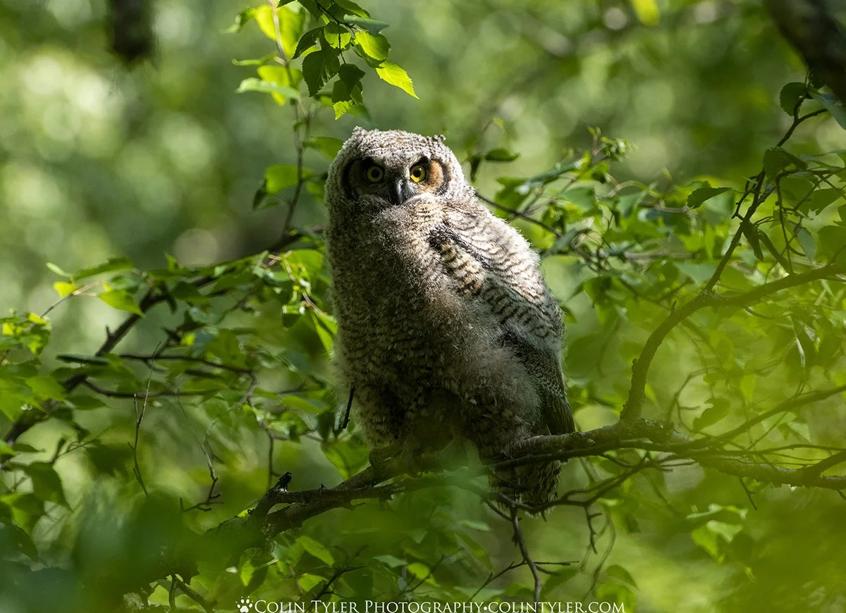 Juvenile Great Horned Owl
