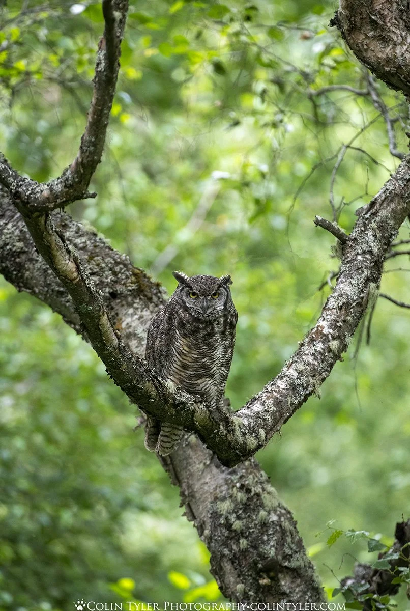 Great Horned Owl in Mid-Summer