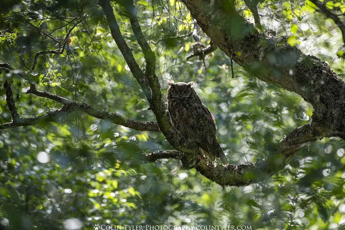 Master of Camouflage