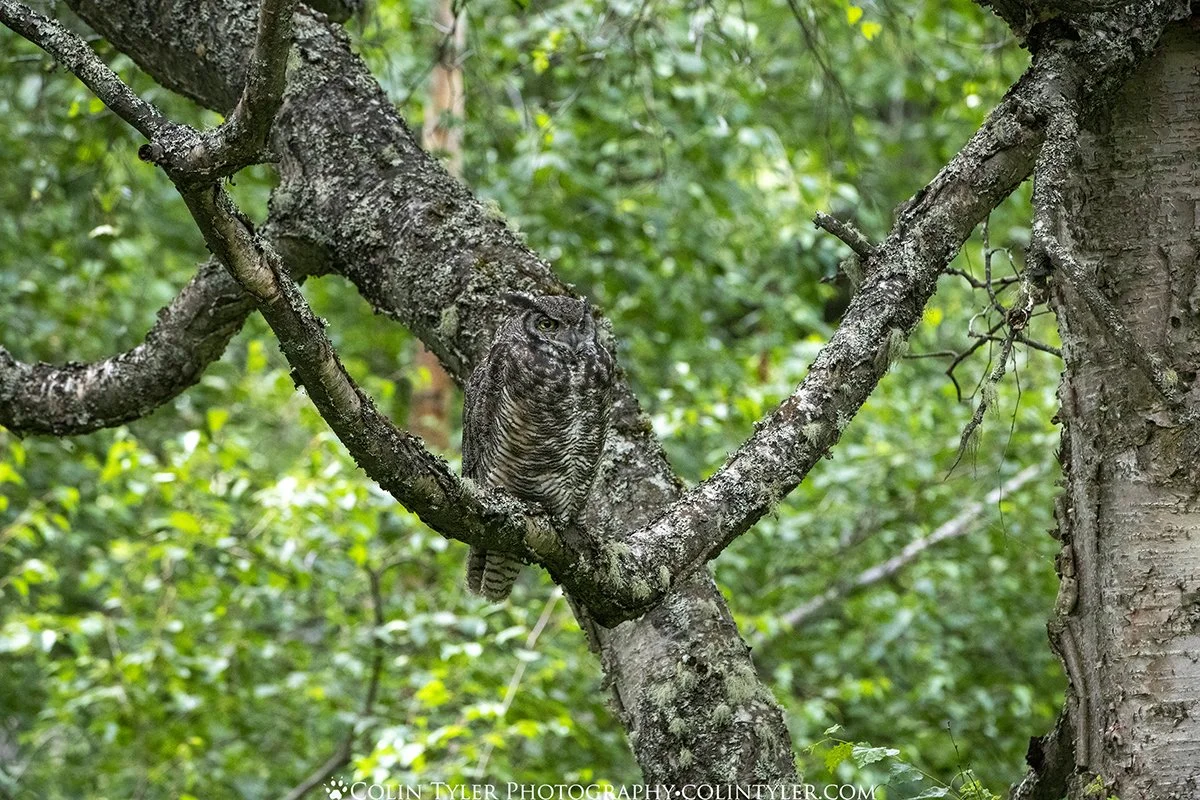 Master of Camouflage