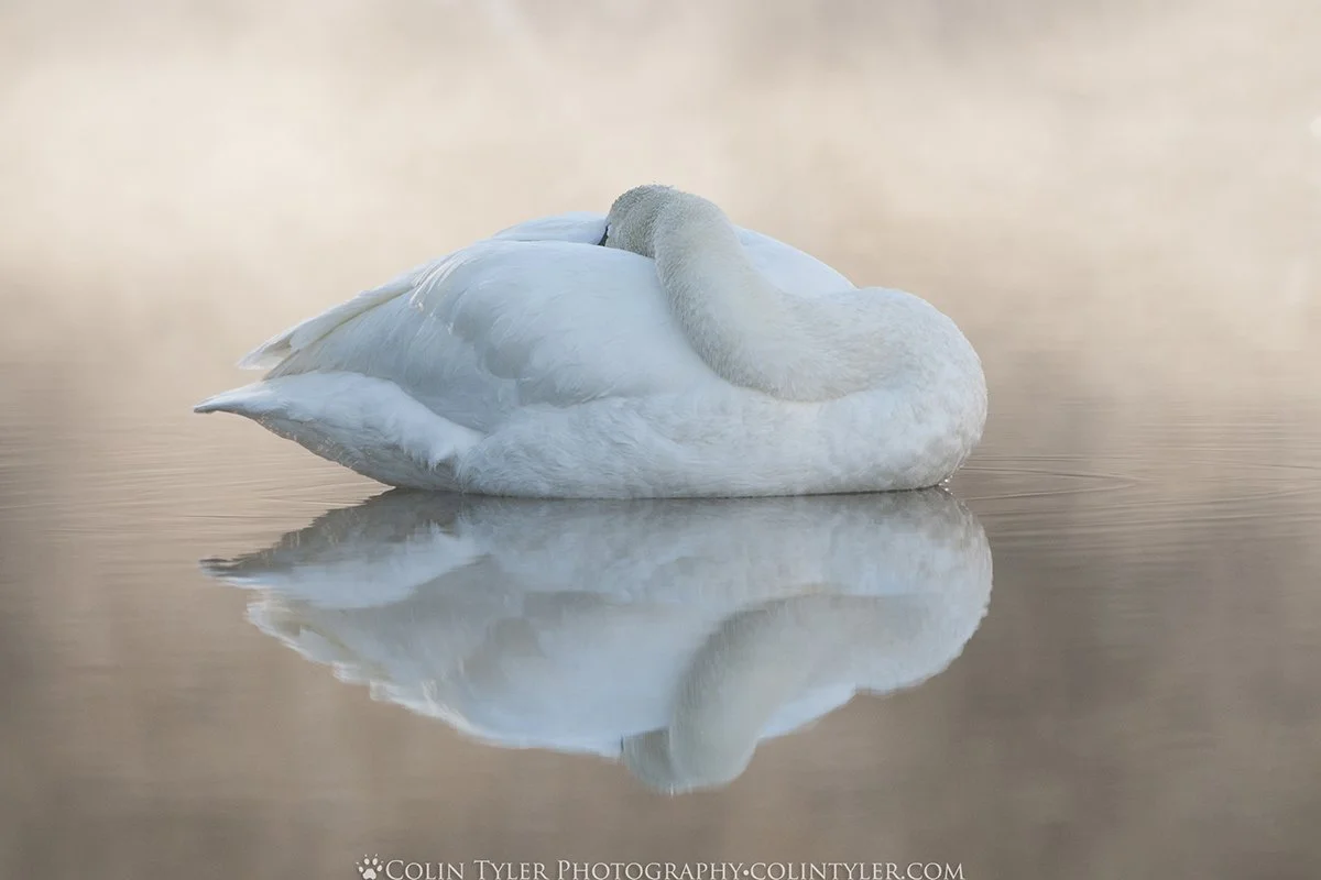 Sleeping Trumpeter Swan