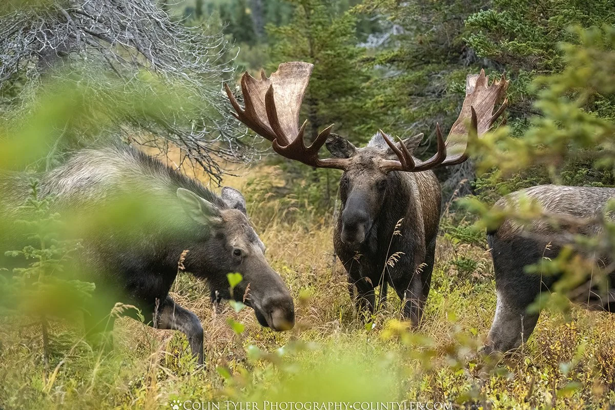 Bull Moose with Harem, Chugach State Park