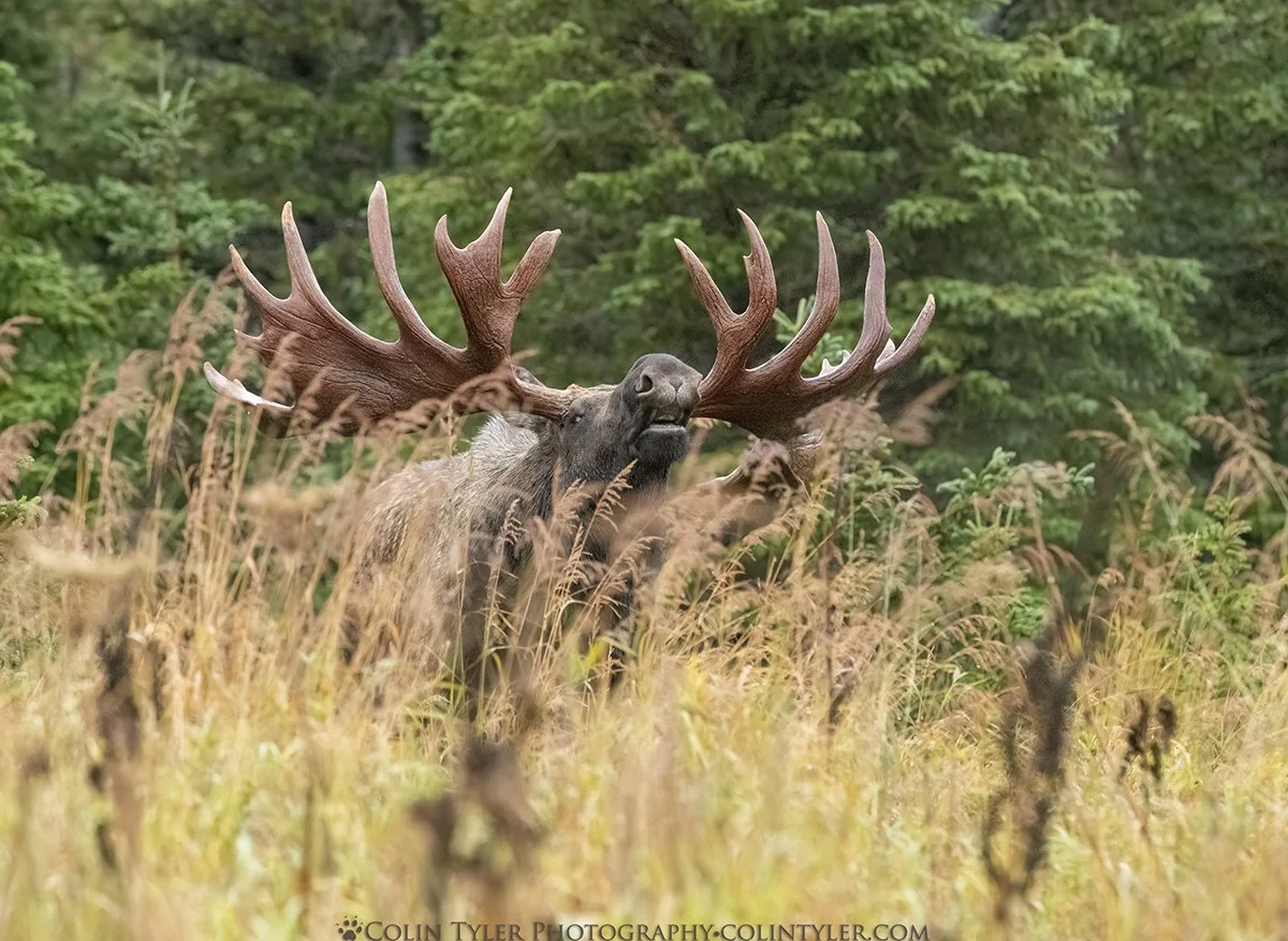 Bull Moose, Chugach State Park