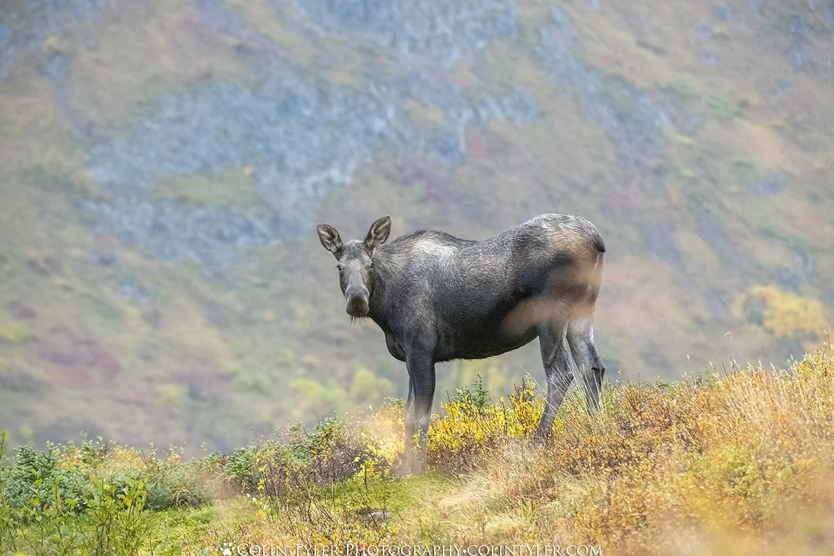 Cow Moose, Chugach State Park