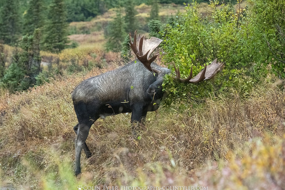 Bull Moose in Rut, Chugach State Park