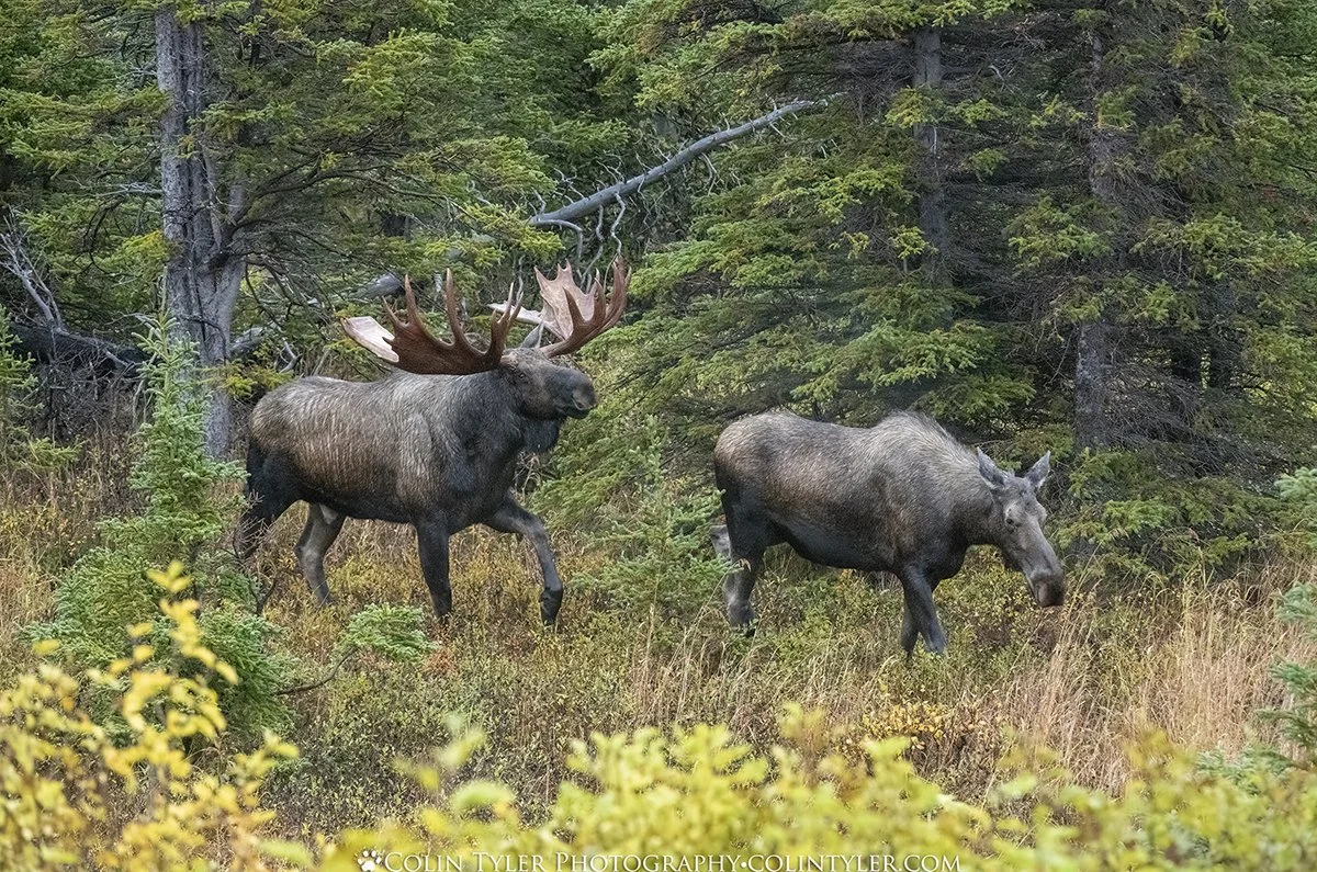 Bull Moose with Harem, Chugach State Park
