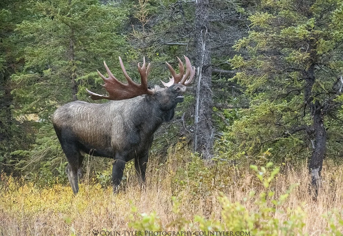 Bull Moose, Chugach State Park