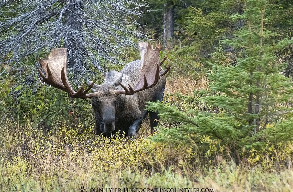 Bull Moose, Chugach State Park