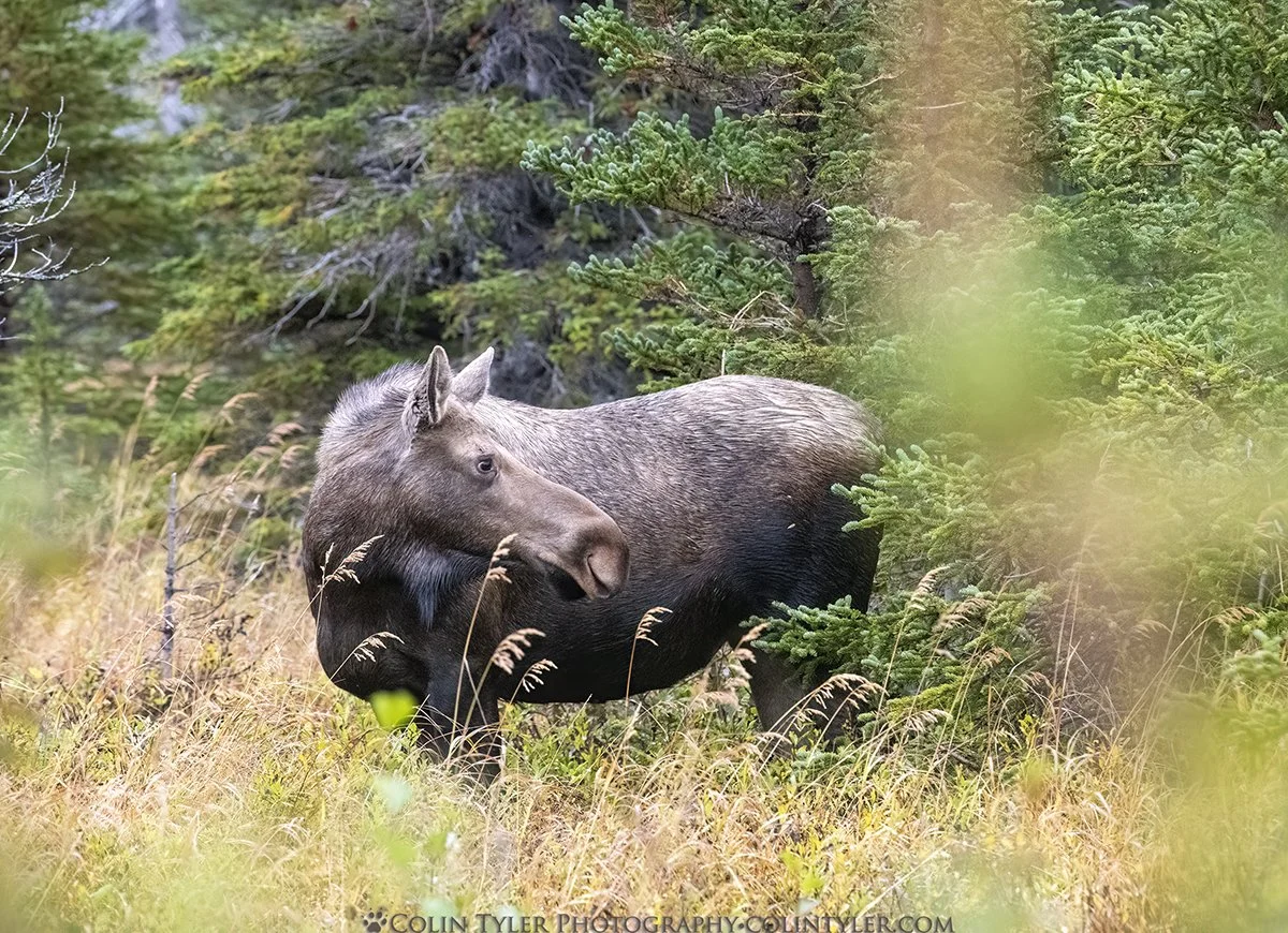 Cow Moose, Chugach State Park