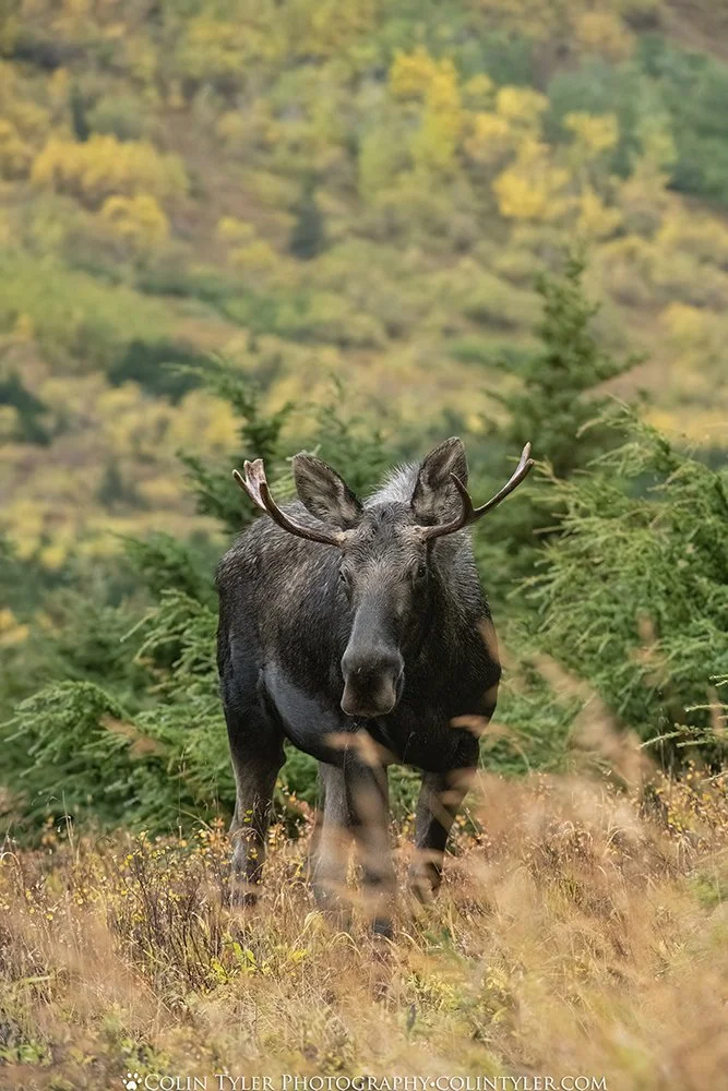 Young Bull Moose, Chugach State Park