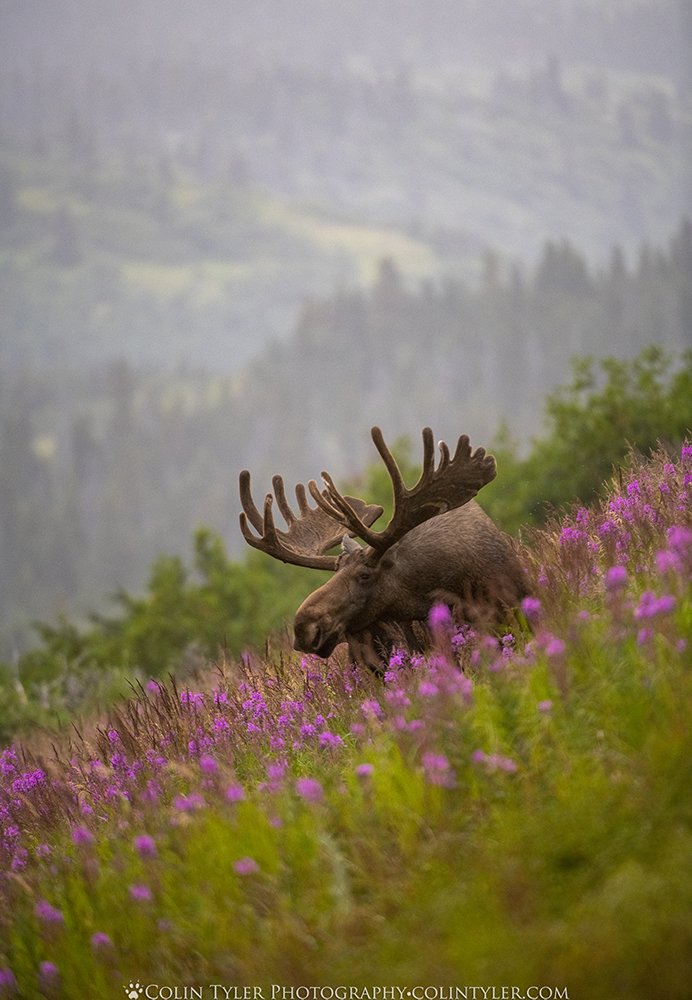 Bull Moose in Fireweed I 