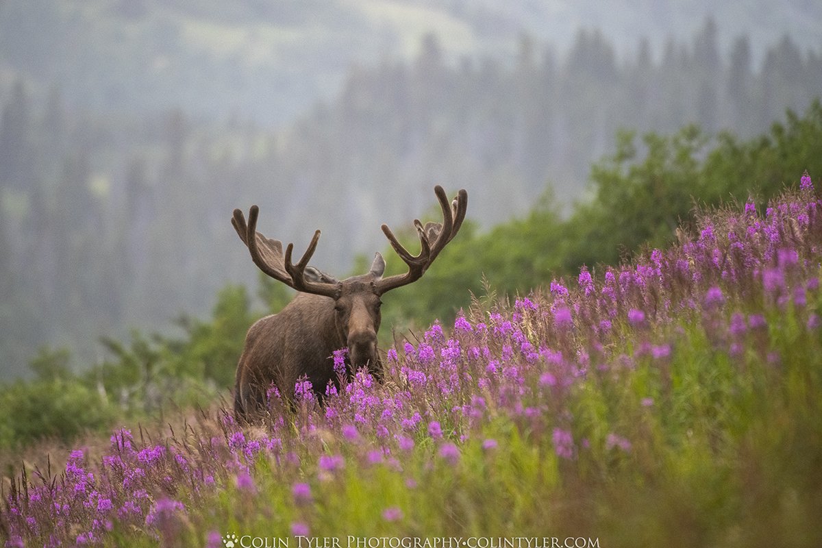 Bull Moose in Fireweed II