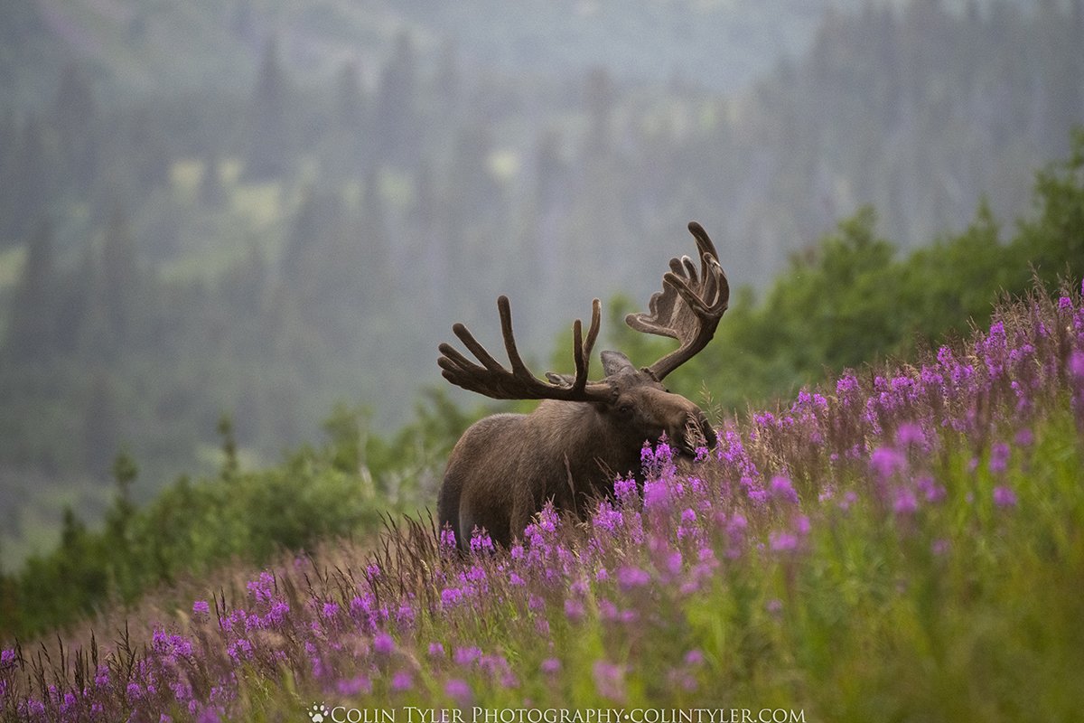 Bull Moose in Fireweed III