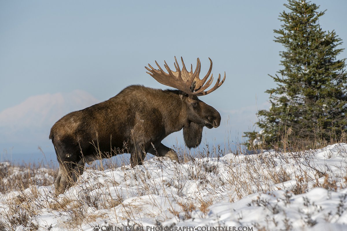 Bull Moose, Chugach State Park. Mt. Foraker in the Background