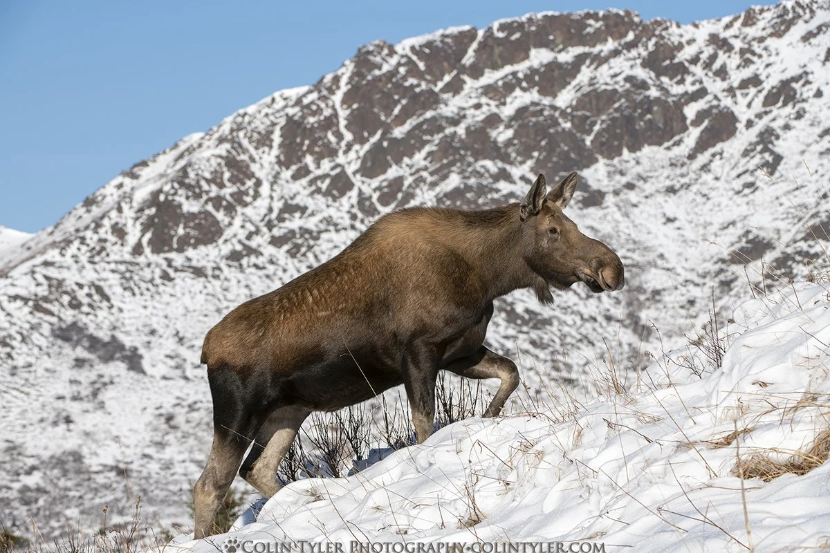 Cow Moose, Chugach State Park