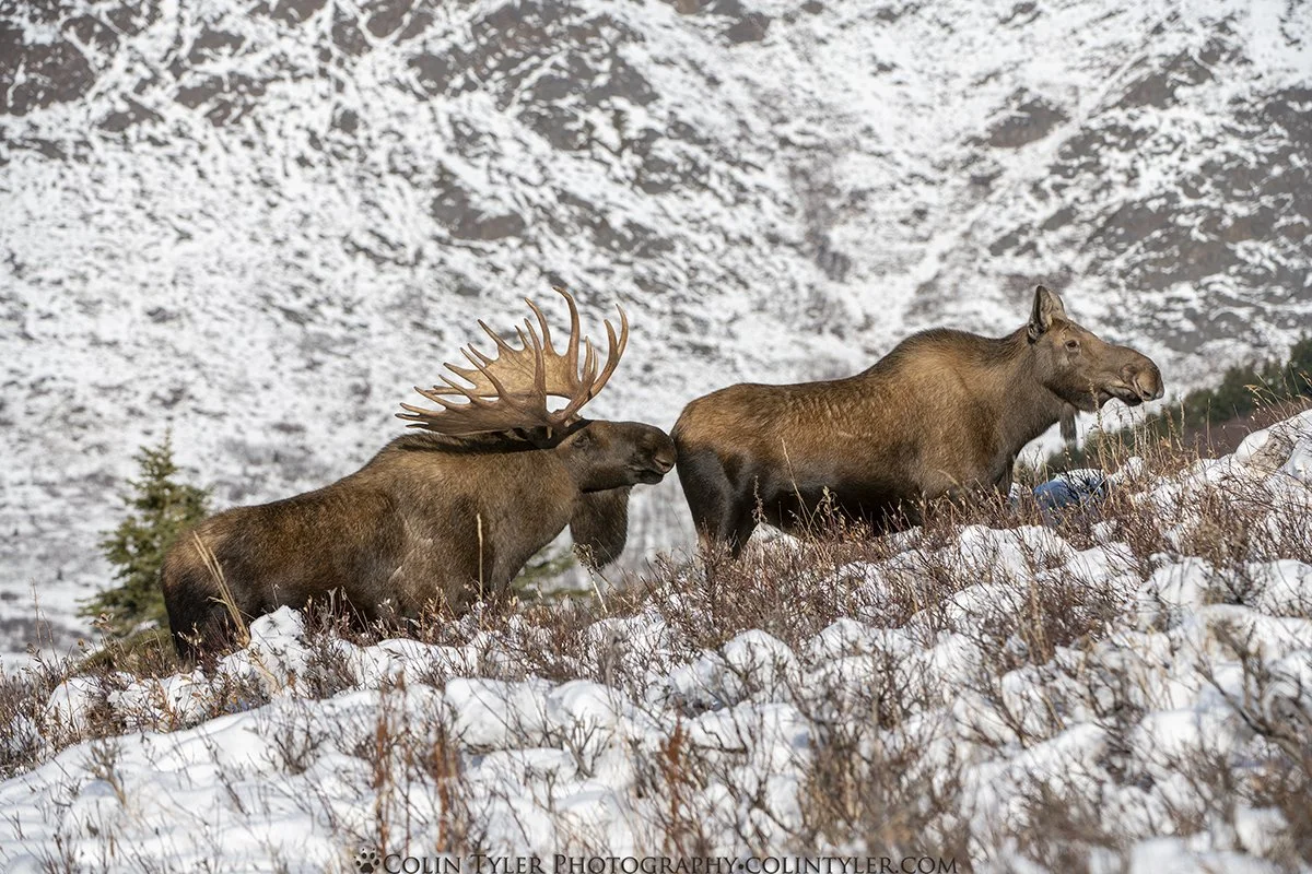 Bull & Cow Moose, Rutting Behavior, Chugach State Park