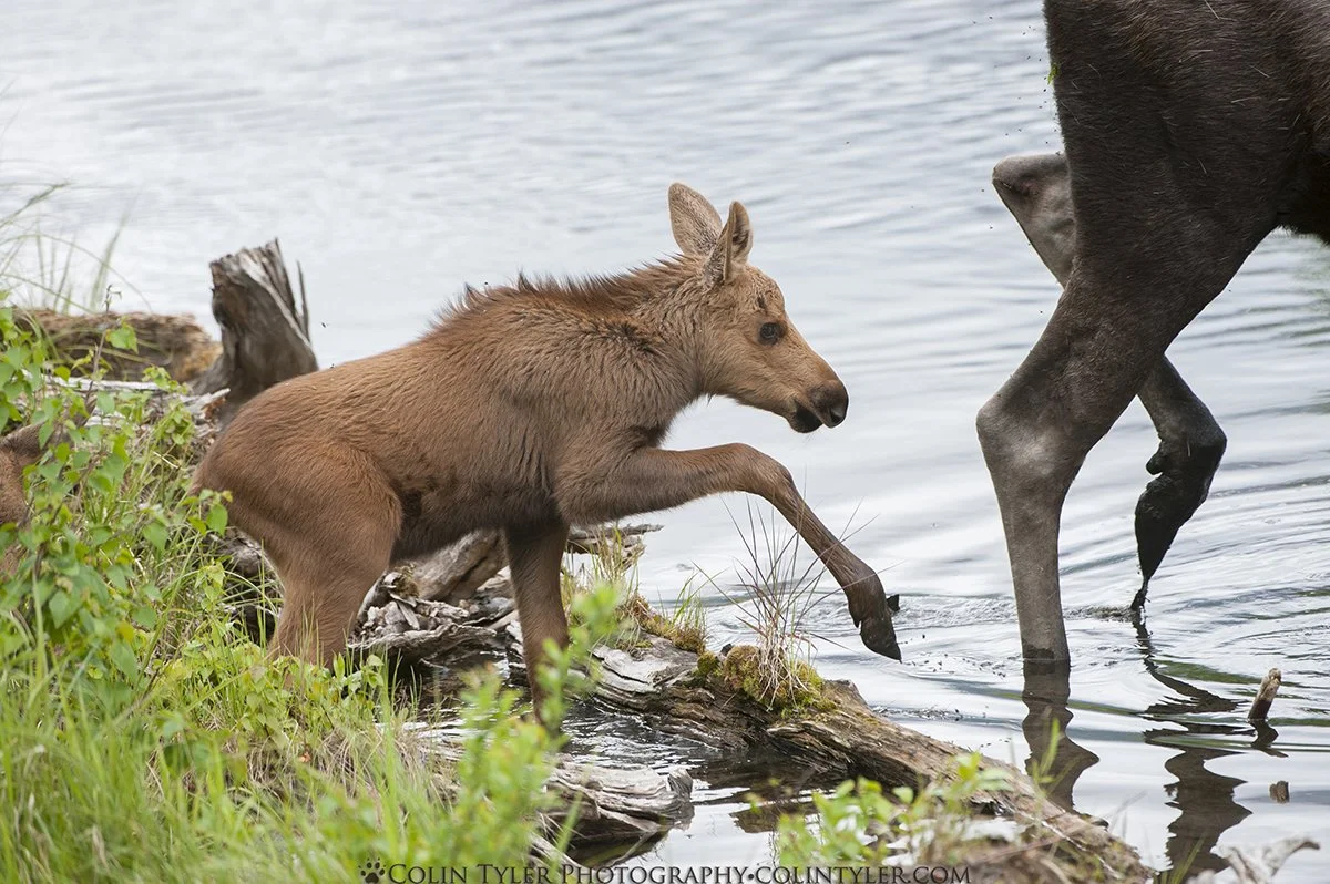Cow and Calf Moose, Eagle River Nature Center