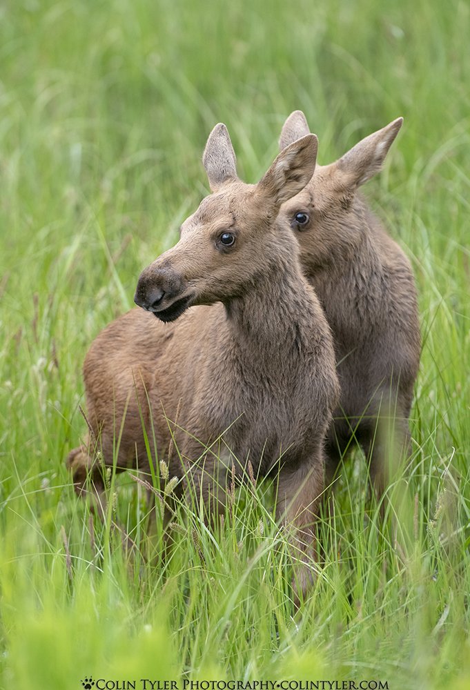 Twin calves near Cooper Landing, Alaska